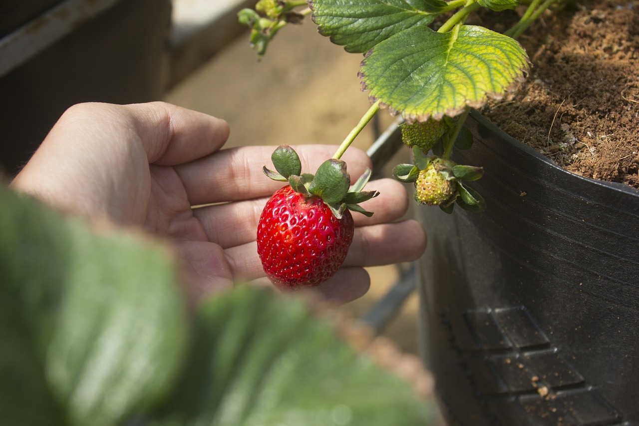 Fraise