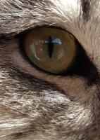 Animalité