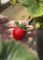 Fraise
